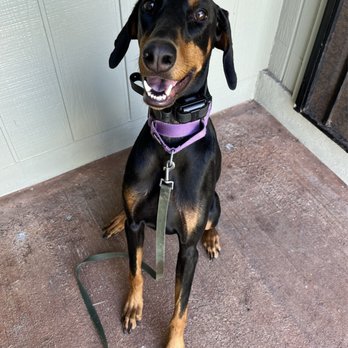 Hele Mai K9 - Pet Boarding Near Me