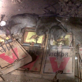 Critter Tech - Pest Control Near Me - Phoenix, Arizona Critter Tech - Pest Control Near Me - Phoenix, Arizona