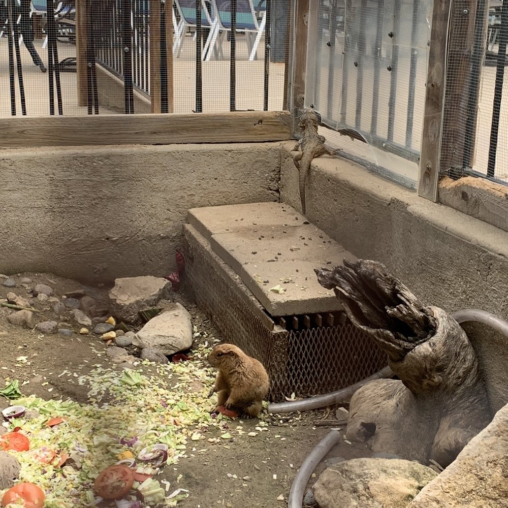 Bonitaville - Prairie dog!! - Breakfast & Brunch Near Me - Graford, Texas
