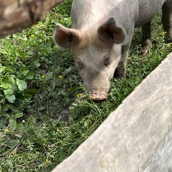 Norsk folkemuseum - Pig - Museums Near Me - Oslo, 03