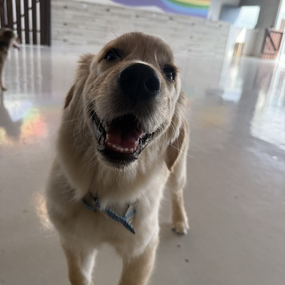 A Bark Idea - Bonnie Mac - Pet Training Near Me - Redondo Beach, California A Bark Idea - Bonnie Mac - Pet Training Near Me - Redondo Beach, California