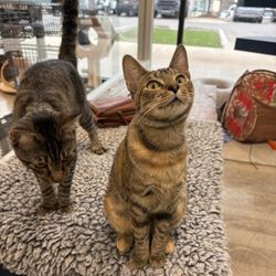 Thundering Paws Animal Sanctuary - Trucks on left. Greta on the right.