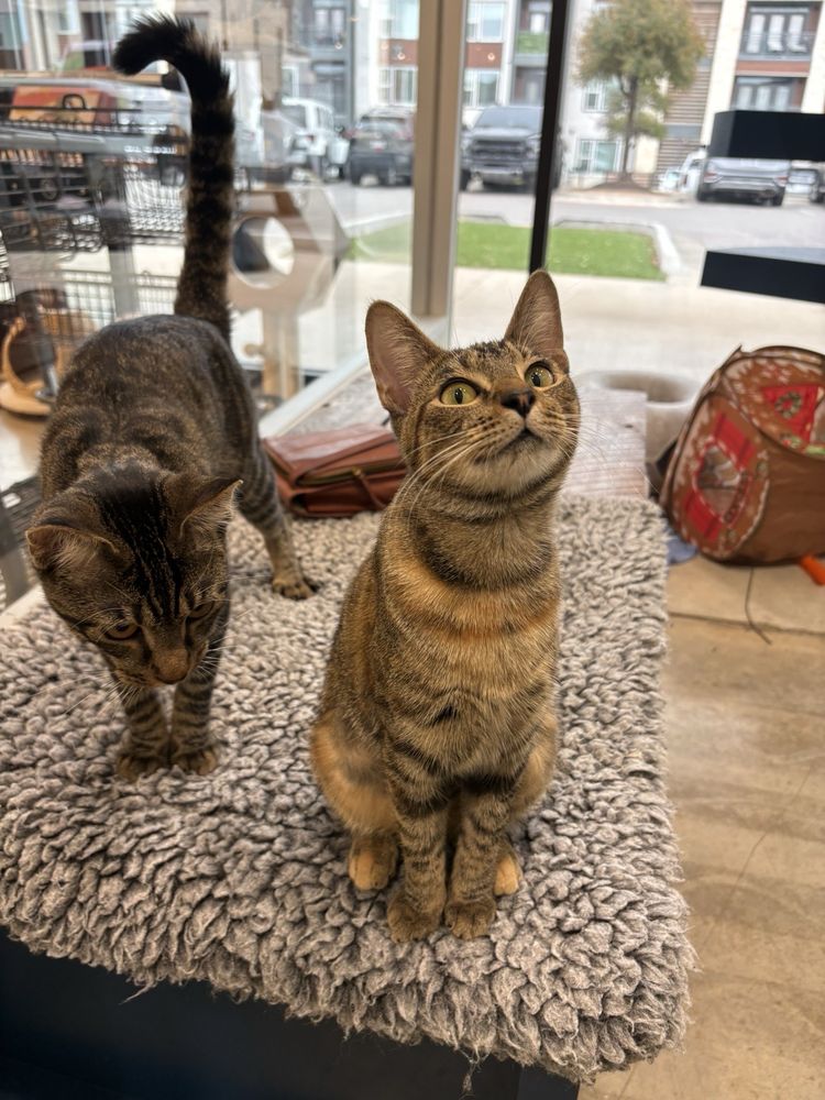 Thundering Paws Animal Sanctuary Image
