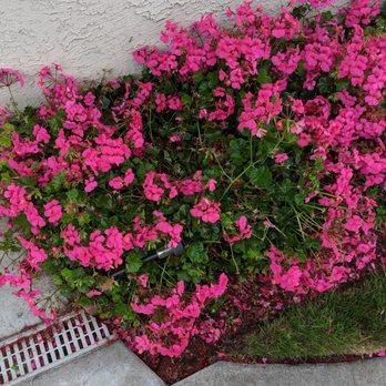 Burke Painting - Destroyed flowers and light pulled out and thrown in flower bed - Painters Near Me - San Diego, California Burke Painting - Destroyed flowers and light pulled out and thrown in flower bed - Painters Near Me - San Diego, California