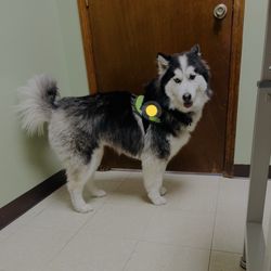Craig Thomas DVM - Rocky waiting for Dr Craig and Lauren! He loves them!