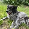 Firehouse Animal Health Center Westlake gift card