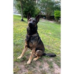 Soundside Animal Hospital - German Shepherd/Belgian Malinois