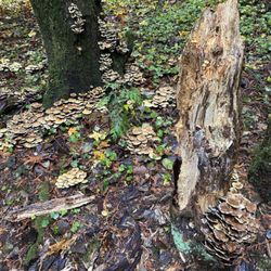 Tickle Creek Park & Trail - So many mushrooms!