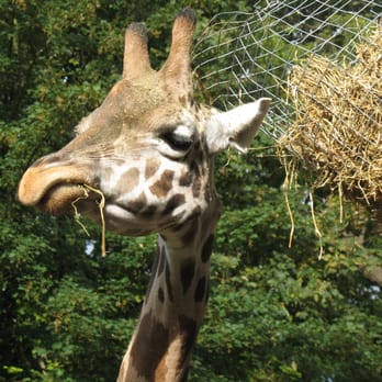 Dudley Register Office - Chilled out giraffe - Public Services & Government Near Me - Dudley, DUD Dudley Register Office - Chilled out giraffe - Public Services & Government Near Me - Dudley, DUD