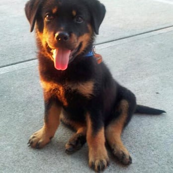 Guardian Rottweilers - Pet Stores Near Me - Bargersville, Indiana Guardian Rottweilers - Pet Stores Near Me - Bargersville, Indiana