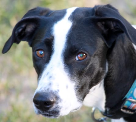 RACCOON RIVER KENNELS - Updated January 2025 - 26 Photos - 7502 Raccoon