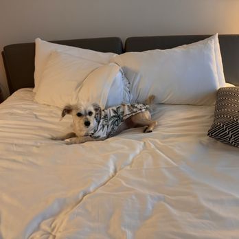 Kimpton Pittman Hotel - Hotels Near Me - Dallas, Texas Kimpton Pittman Hotel - Hotels Near Me - Dallas, Texas
