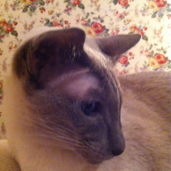 Ranch Acres Veterinary Clinic - She has asthma that the doctors keep under control. - Veterinarians Near Me - Tulsa, Oklahoma Ranch Acres Veterinary Clinic - She has asthma that the doctors keep under control. - Veterinarians Near Me - Tulsa, Oklahoma