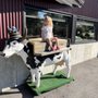 Photo of Spring Street Cow