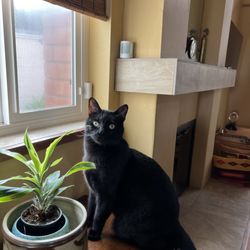 Trina’s Pet Sitting Service