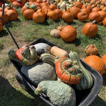 Hollin Farms - a wheelbarrow full of pumpkins - Fruits & Veggies Near Me - Delaplane, Virginia