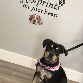 Fur Babes Spa - Pet Groomers Near Me - Long Beach, California Fur Babes Spa - Pet Groomers Near Me - Long Beach, California