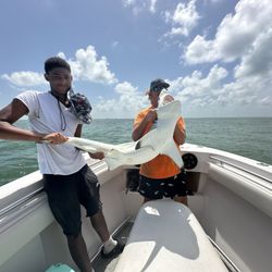 Wave Dancer Charters - Blacktip shark