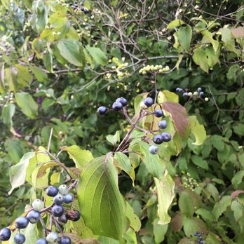 Nara Park - Do not eat the berries - Parks Near Me - Acton, Massachusetts