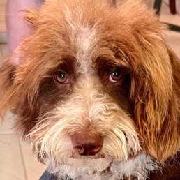 10 months old. Love his face cut and brush out!