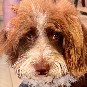 PetSmart - 10 months old. Love his face cut and brush out! - Pet Groomers Near Me - San Antonio, Texas