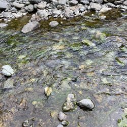 Nixon Creek