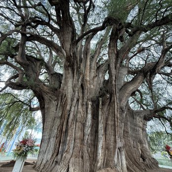 Árbol del Tule - Landmarks & Historical Buildings Near Me - Santa María El Tule, OAX