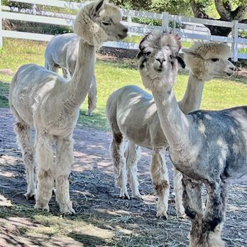 Canzelle Alpacas - Farms Near Me - Carpinteria, California Canzelle Alpacas - Farms Near Me - Carpinteria, California