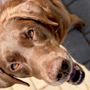 Cypress Coast Canine Care
