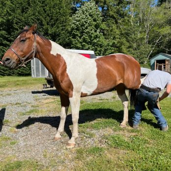Hoofstrong Farrier Service - Farriers Near Me Hoofstrong Farrier Service - Farriers Near Me
