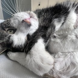 Sylvester