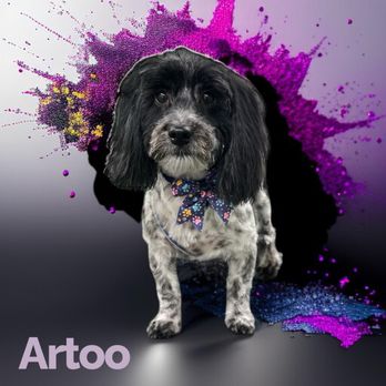 Sunny Days Mobile Grooming - Pet Groomers Near Me Sunny Days Mobile Grooming - Pet Groomers Near Me