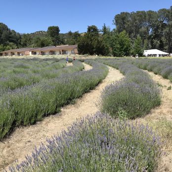 123 Farm - Lavender - Farmers Market Near Me - Cherry Valley, California
