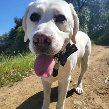 Citydog! Club - Bruce!! - Pet Groomers Near Me - Mountain View, California