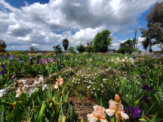 Nola's Iris Garden by null
