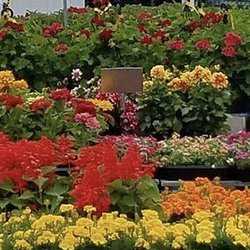 Hazeye Farms - Flowers