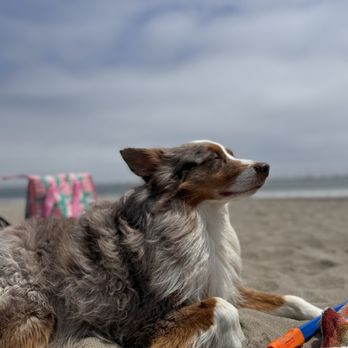 Fisherman's Beach - Dog Beach - Beaches Near Me - Avila Beach, California Fisherman's Beach - Dog Beach - Beaches Near Me - Avila Beach, California