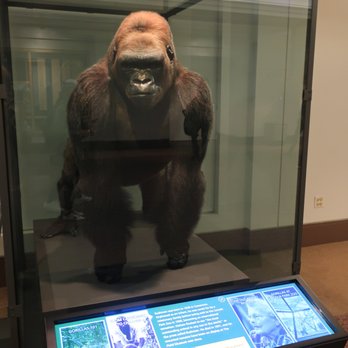 Field Museum - Bushman the gorilla, who lived from 1928 to 1951. - Museums Near Me - Chicago, Illinois Field Museum - Bushman the gorilla, who lived from 1928 to 1951. - Museums Near Me - Chicago, Illinois