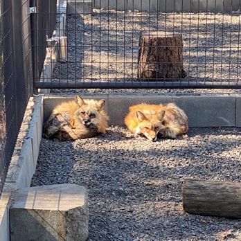 Cat Tales Wildlife Center - Trixie & Todd - Amusement Parks Near Me - Spokane, Washington Cat Tales Wildlife Center - Trixie & Todd - Amusement Parks Near Me - Spokane, Washington