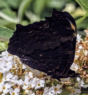 Highclere Castle by null