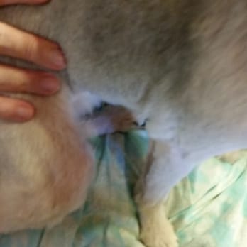 Golden Paw - Elbow and armpit - Pet Groomers Near Me - Joplin, Missouri Golden Paw - Elbow and armpit - Pet Groomers Near Me - Joplin, Missouri
