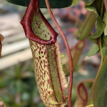 The Green Gate - Pitcher plant. - Nurseries & Gardening Near Me - Seguin, Texas