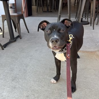 Hermosa Brewing - Torrance - Puppy approved! - Breweries Near Me - Torrance, California Hermosa Brewing - Torrance - Puppy approved! - Breweries Near Me - Torrance, California