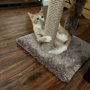 Humane Society Silicon Valley - Animal Shelters Near Me - Milpitas, California Humane Society Silicon Valley - Animal Shelters Near Me - Milpitas, California