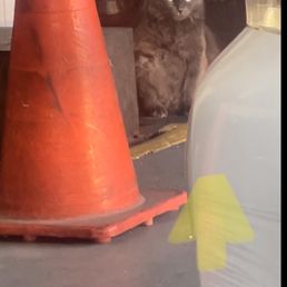 Cute fat cat