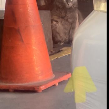 Danny Smog Check - Cute fat cat - Smog Check Stations Near Me - Azusa, California