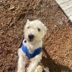 Sudsy Dogs - Before his groom