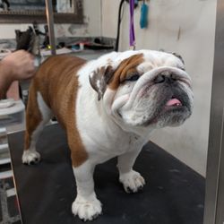 Allendale Pet Groomery