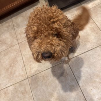 PetSmart - Pet Training Near Me - St Augustine, Florida