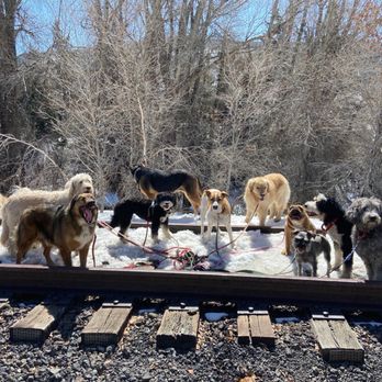 Walkin' The Dog - Walkin' the dog hikes! - Pet Boarding Near Me - Avon, Colorado